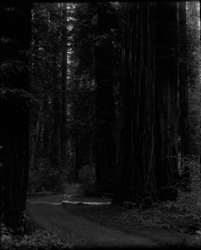 Sequoias, road