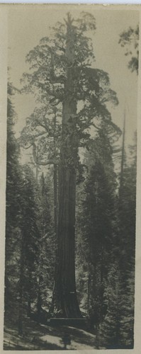 General Grant Tree