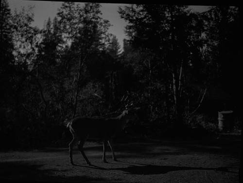 Deer buck