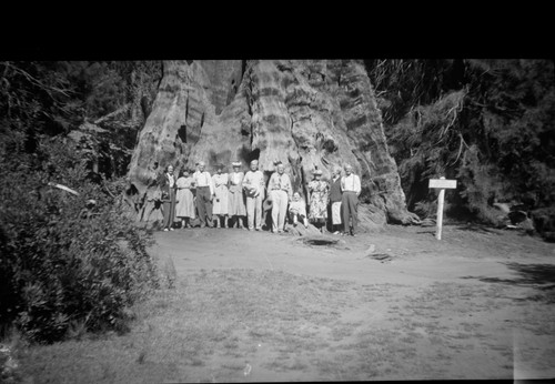 Group at base of Sequoia, ?