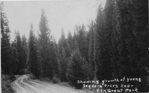 "Showing growth of young sequoia trees near Gen Grant Park"