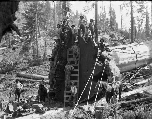 Logging portrait at base of fallen sequoia