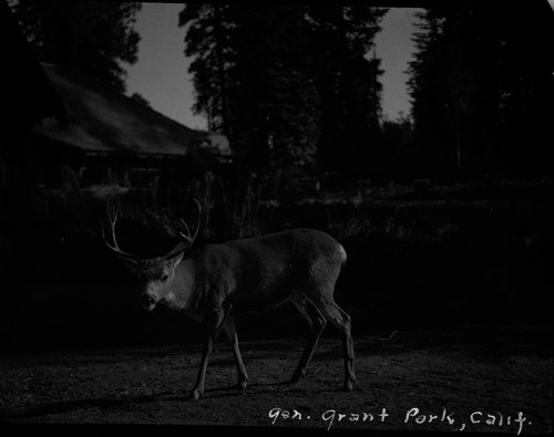 Deer buck