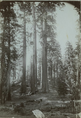 Views of forest