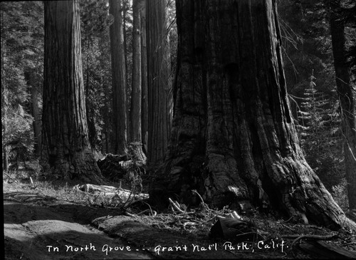 "The North Grove--- Grant Nat'l Park, Calif."