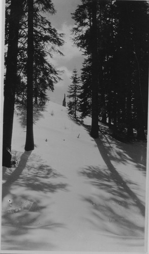 Silhouettes of winter - Gen Grant Nat'l Park - KRNP