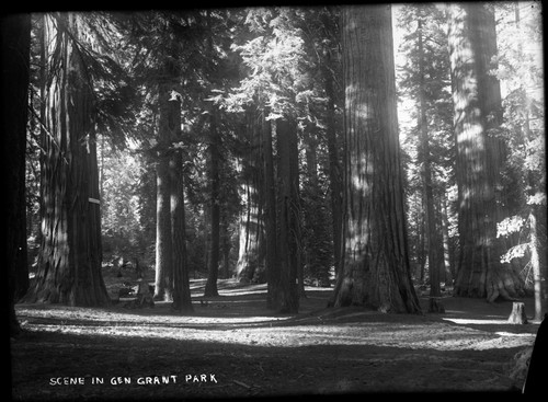 Sequoia forest scene