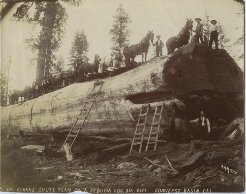 Joe Clarks Chute Team on a Sequoia Log Dia 26ft Converse Basin 
Edna Roberts 1905
1904 x Shorty Hughes X Edna Roberts Pique Dog Mr. and Mrs. Armit
Mr. Mills and Family-
Gen Grant Nat'l Park"