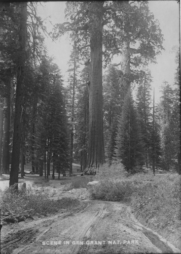 "Scene in Gen Grant Nat. Park"