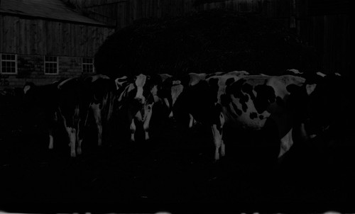 cows, barn
