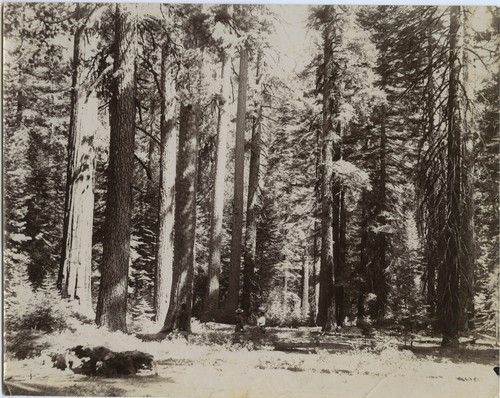 Forest, clearing, women, unknown