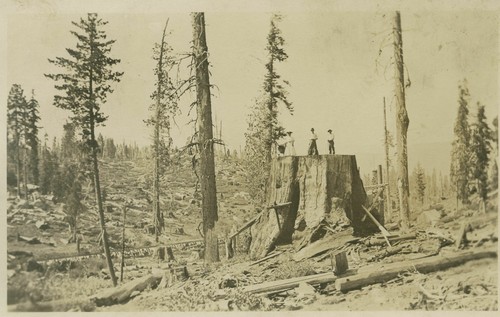 World's Fair stump