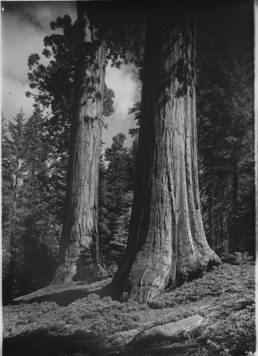 two Sequoias