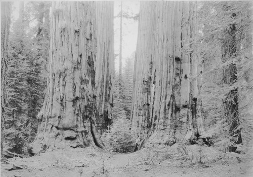 Big Trees in Seq Park Calif