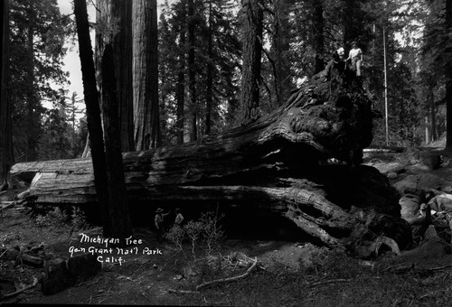 "Michigan Tree Gen. Grant Park, Calif"