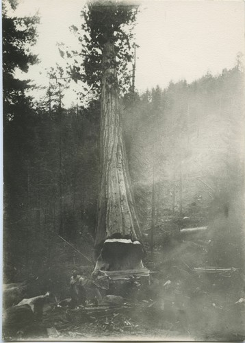 Felling a redwood