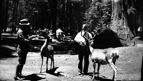 Feeding deer