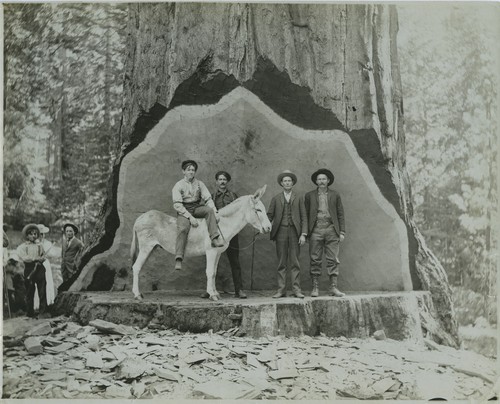 Group photo, men, Studio Tree