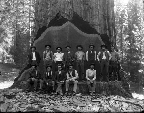 Studio tree, loggers portrait