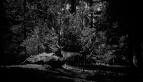 Deer, blurry