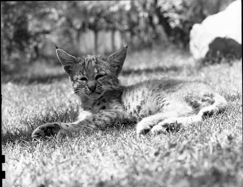 Misc. Mammals, Young Bobcat drowned in flume near Potwisha