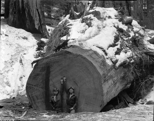 Exhibits, Giant Sequoia Sections, Sequoia log from which section was taken. Individuals unidentified