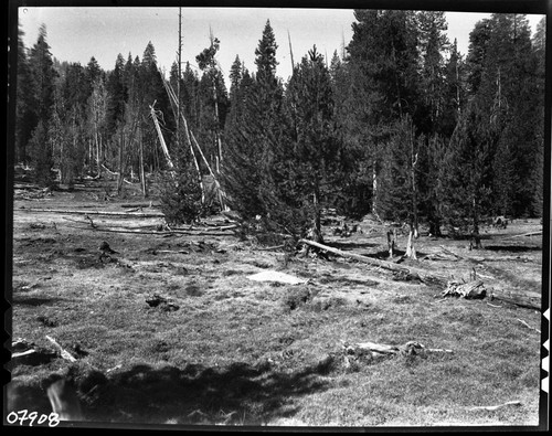 Meadow Studies, condition terrible, Field notebook pg 1101