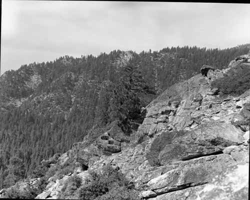 Mixed Coniferous Forest Plant Community, Dillwood Grove, view west from saddle along boundary. South boundary study