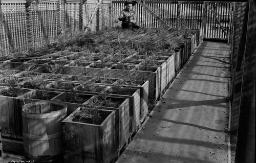 Buildings and utilities, Ash Mountain Nursery. Sequoia propagation. Ford Spieglemyre, Chief Ranger in background