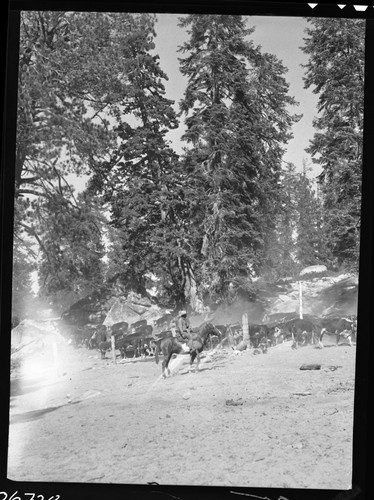 Grazing, Cattle, Leaders of Running N leave west Rowell Gate. Light leak