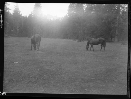 Upper Sheep Camp Meadow, Meadow studies, showing lack of feed av. ht. 3/4". Stock use. Remarks: Figure 94 Armstrong Report. Light leak