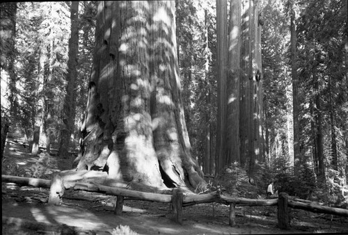 General Sherman Tree, base of tree showing ground condition