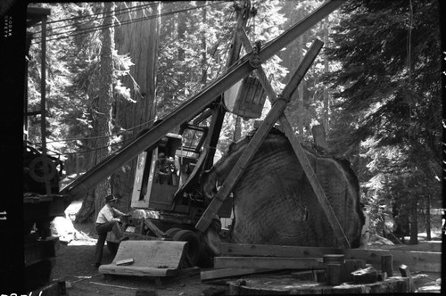 Giant Sequoia Sections, Unloading section at Giant Forest Museum