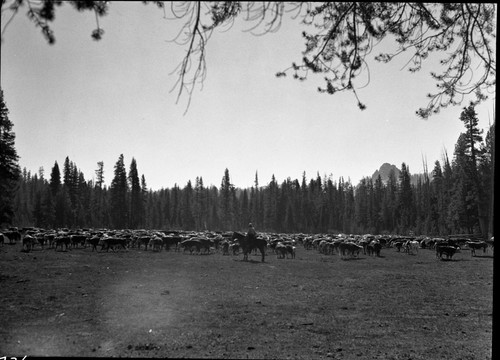 Grazing, Meadow Studies, Misc. Meadows, roundup at Rowell, Lackey's gathering. Light leak