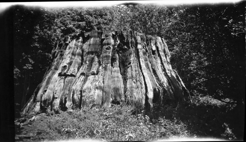 Giant Sequoia Stumps, Ben Franklin Stump