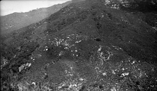 Chaparral Regeneration sequence, Moro Rock fire trail, 1 mile west Moro Rock. For Type Map. T16S R30E. El. 4000