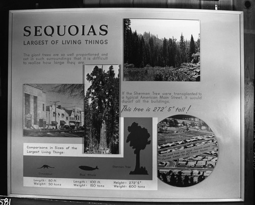 Exhibits, "Sequoias, Largest Living Things", at Visitor Center