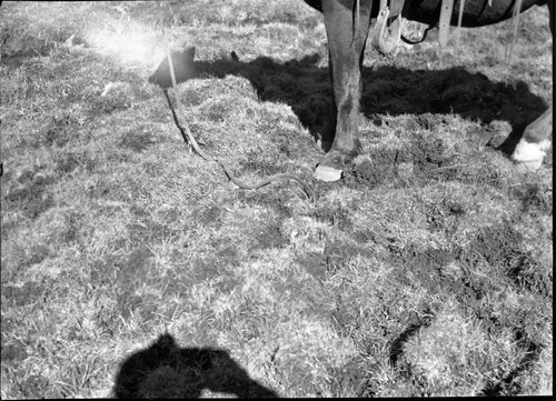 Meadow studies, this used to be excellend forage, now ruined. Light leak