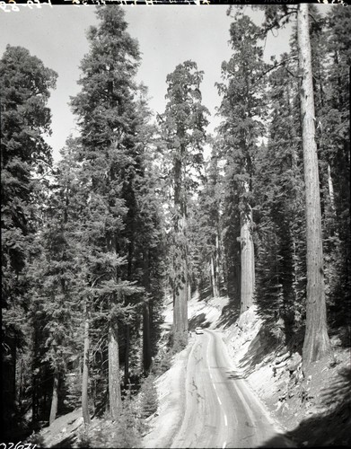 Giant Sequoias, Generals Highway, near Sherman Tree