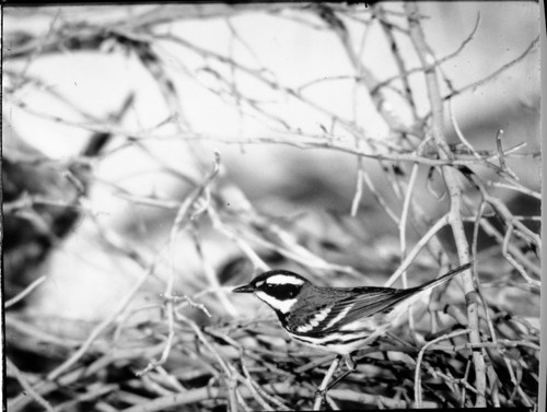 Misc. Birds. Black-throated Gray Warbler