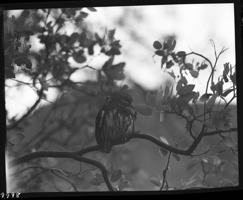 Owls, Pygmy Owl