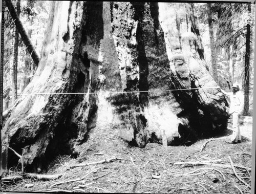 Research, Giant Sequoias. Larry L. Norris measuring DBH of a Giant Sequoia near the Senate Group