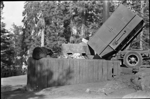 Bears and Bear Damage, Bears at incinerator, Bear Hill