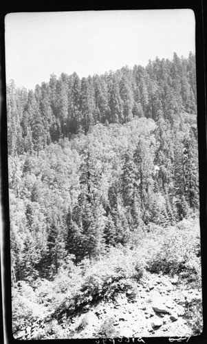 Giant Sequoias. Hockett trail at Snowslide Canyon. 5500' Type Map