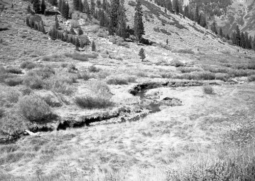 East Fork Kaweah River. Misc. Plant Communities, Riparian Plant Community