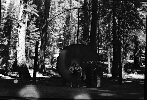 Exhibits, Giant Sequoia Sections, Old exhibits at Sherman Tree