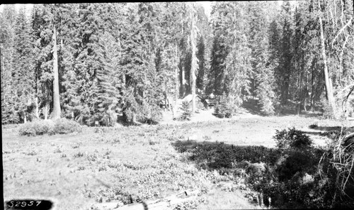 Misc Meadows, Round Meadow Panorama, right panel of a two panel panorama. Montane Meadow Plant Community