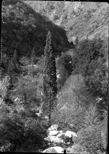 Giant Sequoias, Youthful Giant Sequoia showing distinctive shape. Near Clough Cave