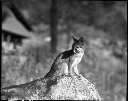 California Gray Fox