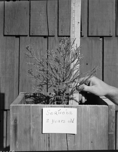 Giant Sequoia Seedlings, propagating sequoias, Ash Mountain Nursery. Misc. Resource Management Concerns